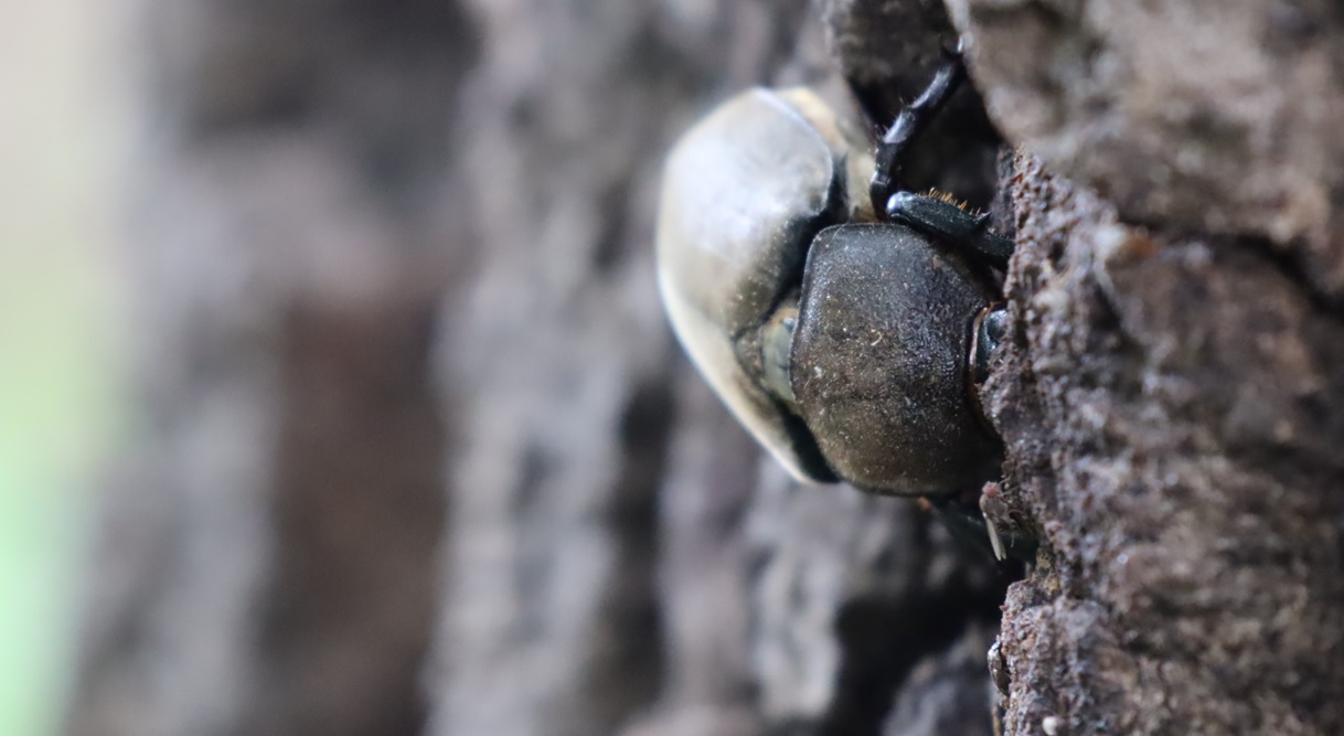 カブトムシ♀_No5のクヌギ_クワガタ達のオアシス_2023年5月19日9時40分 気温23度 南風3m